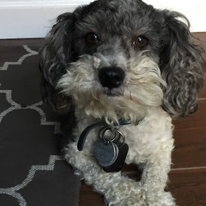 Meet your Posher, Daisy